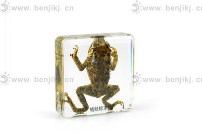 創新教學實踐 蟾蜍包埋標本在生物教育中的研發與應用