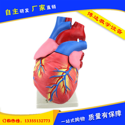醫學教育新篇章 33207解剖模型與器官模型的研發革新